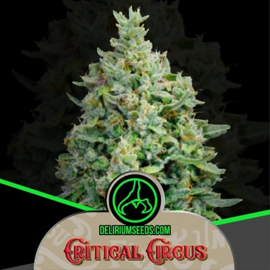 CRITICAL CIRCUS AUTO X4-DELIRIUM SEEDS