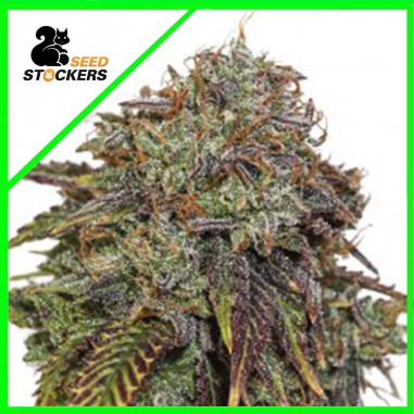 GELATO 41 AUTO X3 SEEDSTOCKERS