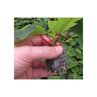 PACK PASTILLAS JIFFY 7C 25MM 100UN-JIFFY