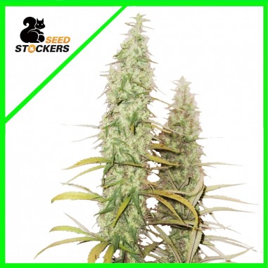 SANTA MARTA HAZE AUTO X3-SEEDSTOCKERS